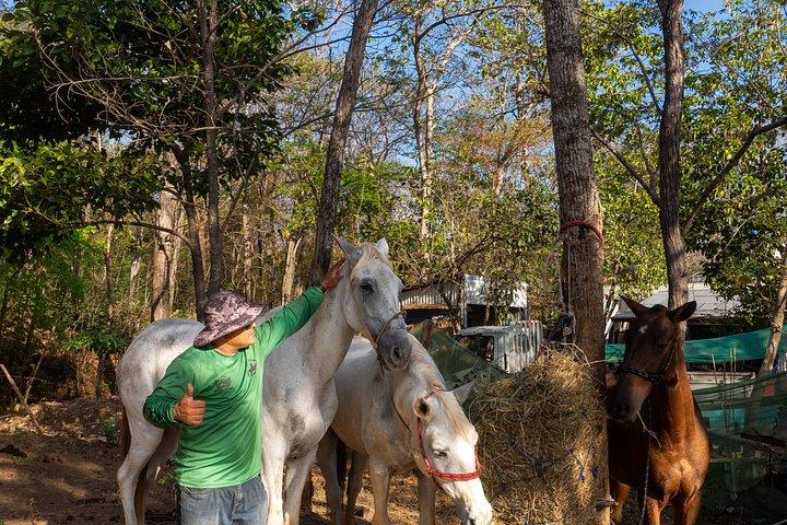 Conchal Beach Horseback Riding - 1hr 30min Guided Tour