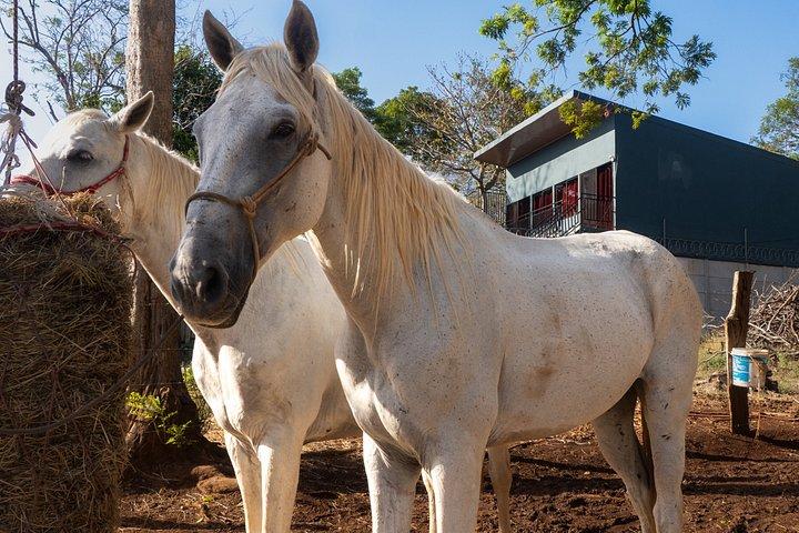 Conchal Beach Horseback Riding - 1hr 30min Guided Tour
