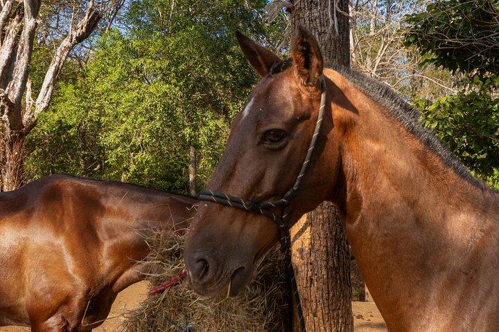 Conchal Beach Horseback Riding - 1hr 30min Guided Tour