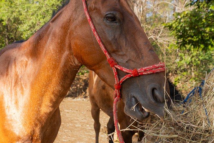 Conchal Beach Horseback Riding - 1hr 30min Guided Tour