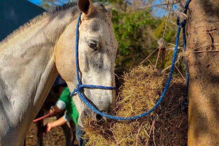 Conchal Beach Horseback Riding - 1hr 30min Guided Tour