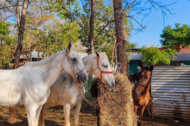 Conchal Beach Horseback Riding - 1hr 30min Guided Tour