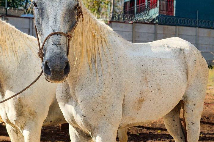 Conchal Beach Horseback Riding - 1hr 30min Guided Tour