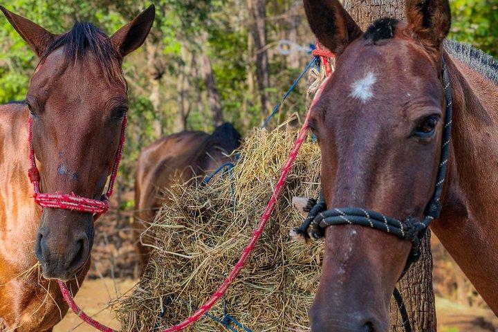Conchal Beach Horseback Riding - 1hr 30min Guided Tour