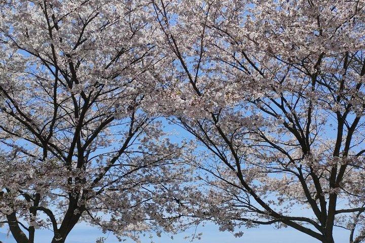 Tour privato personalizzato Takamatsu / Kagawa con Guida locale