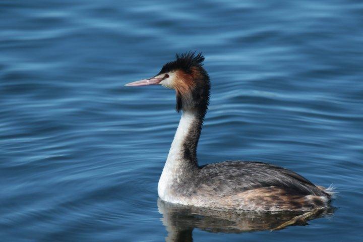 Blue Mountains Birdwatching Adventure
