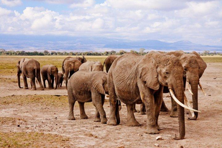 4 - Journée Amboseli Safari et Diani Beach Escape en SGR depuis Nairobi