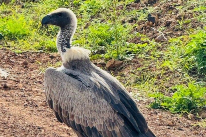 Ol Pejeta Day Tour from Nairobi