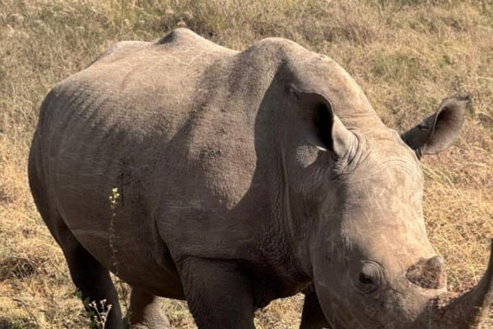 Ol Pejeta Day Tour from Nairobi