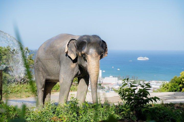 Phuket Elephant Learning and Tree Planting Experience