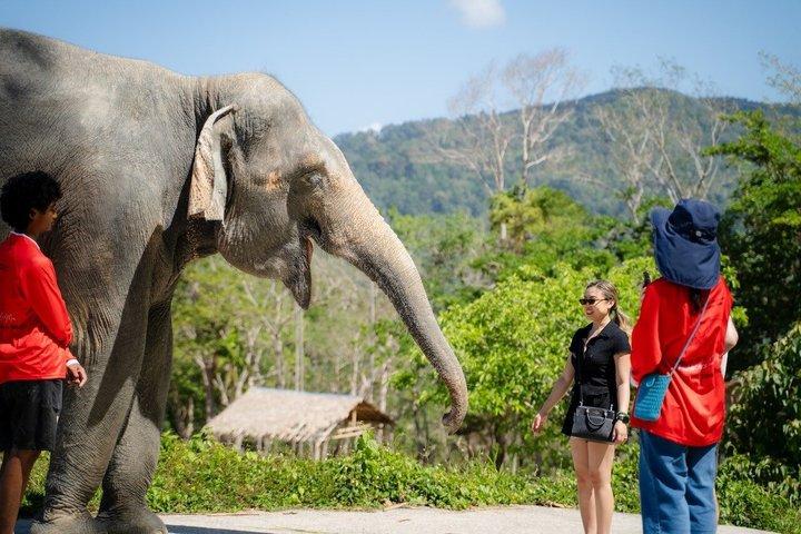 Phuket Elephant Learning and Tree Planting Experience