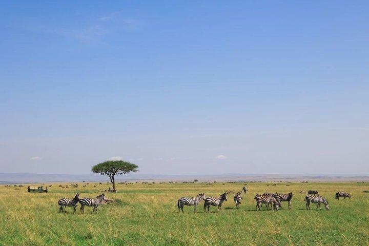 6 - Day Masai Mara, Nakuru, Mat och dryck