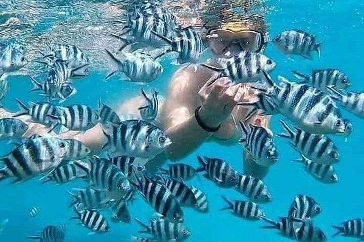 Aventura de Snorkeling e Observação de Golfinhos na Ilha Mnemba