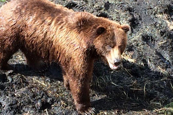 Private Charter Scenic Wildlife Excursion for Cruise Passengers