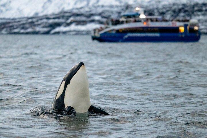 トロムソからの持続可能なホエールウォッチング-カタマランアドベンチャー