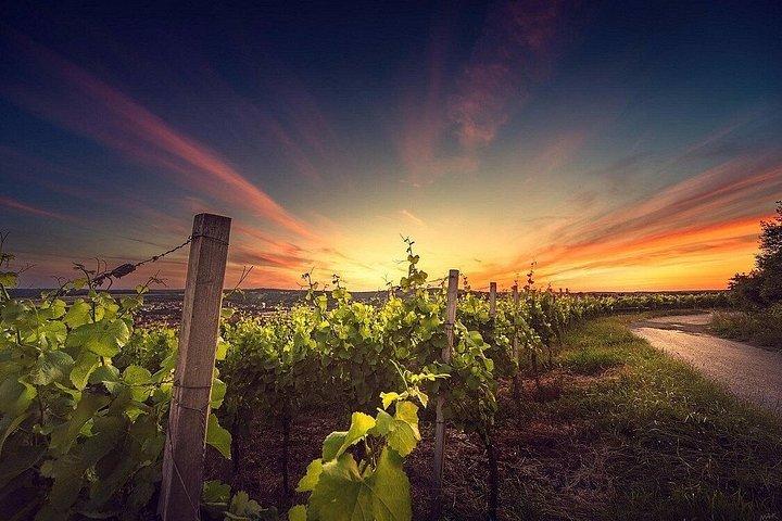 Personalized Wine Tour in Greece Boutique Wineries and Tastings