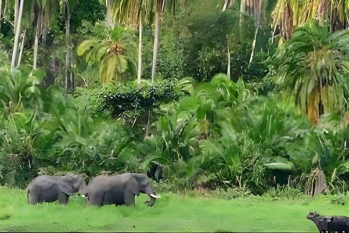 5-Daagse Wildlife Tour in Chebera Churchura National Park