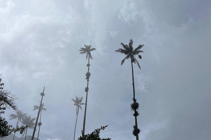 Cocora, Salento and Filandia Tour