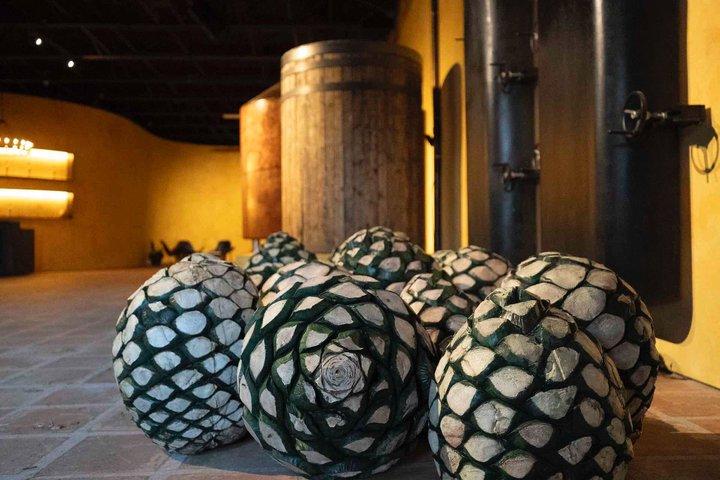 Immersive Agave Experience at Tequila Town Miami
