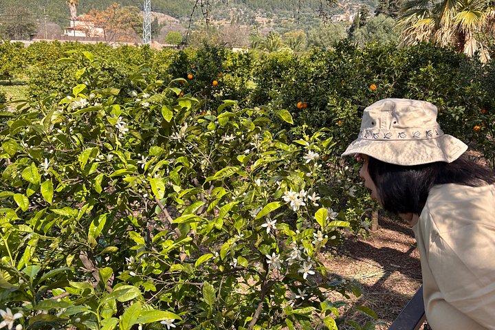 Soller Valley Walk with Orange Farm Visit