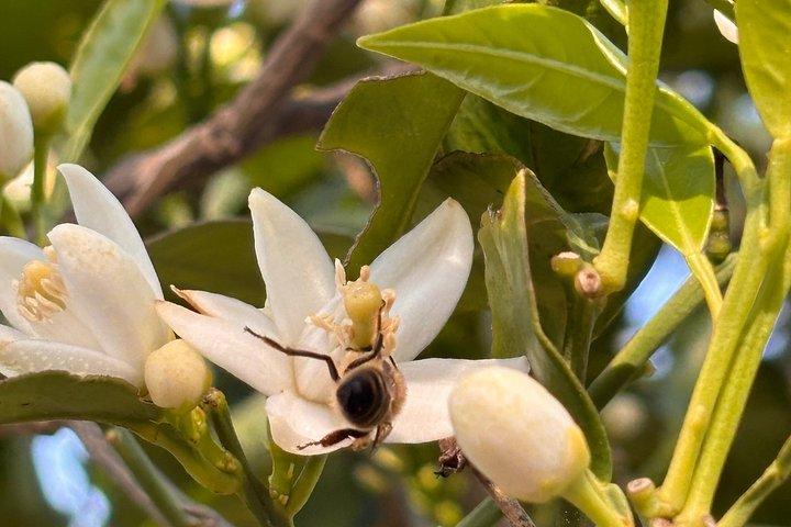 Soller Valley Walk with Orange Farm Visit