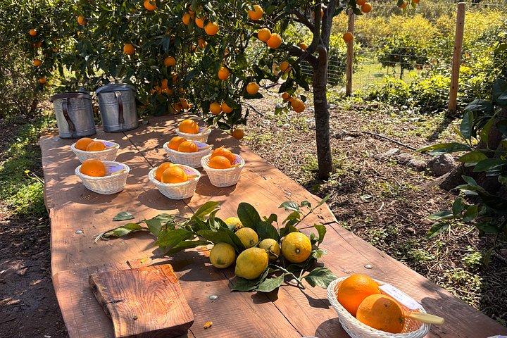 Soller Valley Walk with Orange Farm Visit