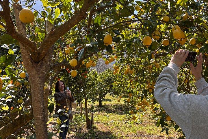 Soller Valley Walk with Orange Farm Visit