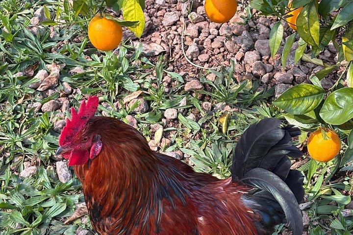 Soller Valley Walk with Orange Farm Visit
