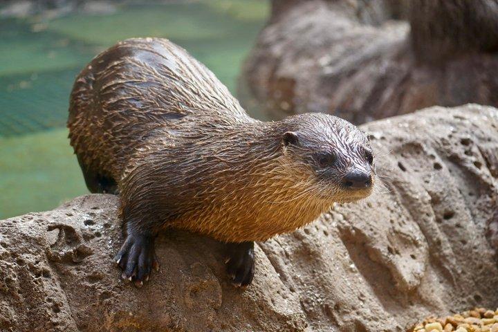 ローリーパーク入場券のZooTampa