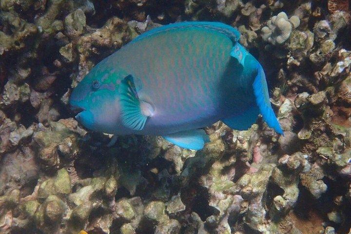 Deluxe Snorkeling Trip to Captain Cook Monument