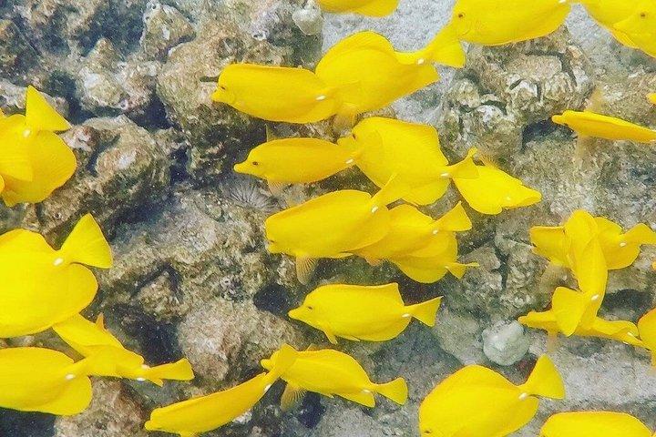 Il meglio di Kona Viaggi Snorkeling-Miglior rapporto qualità-prezzo
