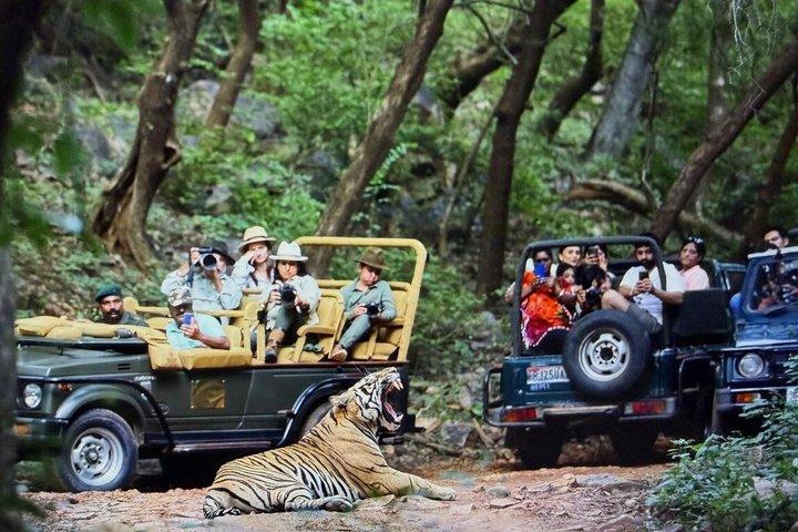 Gita di un giorno al Parco Nazionale Ranthambore da Jaipur - All inclusive