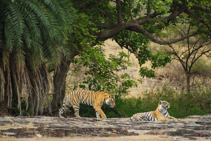 Gita di un giorno al Parco Nazionale Ranthambore da Jaipur - All inclusive