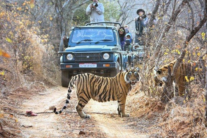 Gita di un giorno al Parco Nazionale Ranthambore da Jaipur - All inclusive