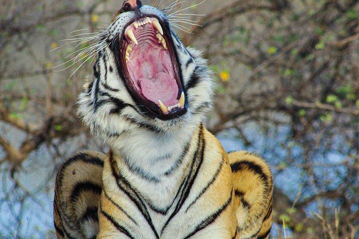 ジャイプール発ランタンブール国立公園日帰りツアー（オールインクルーシブ）