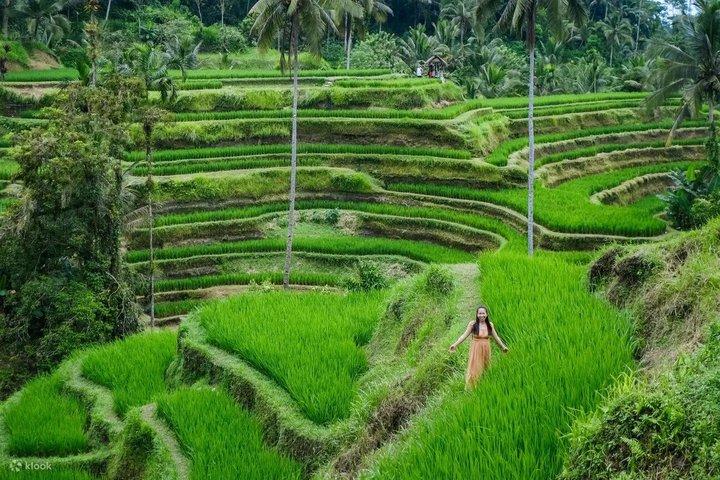 Bali Highlights tilpasselig privat dagstur