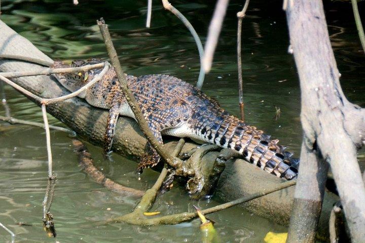 ネゴンボからムトゥラジャウェラ湿地エコバードウォッチングボートツアー