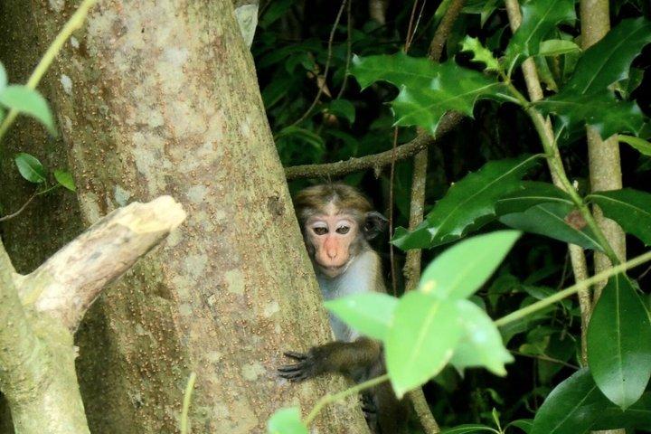 ネゴンボからムトゥラジャウェラ湿地エコバードウォッチングボートツアー
