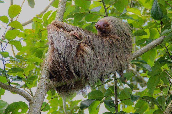 Sloths Observation and Coffee, Chocolate, Sugarcane Experience