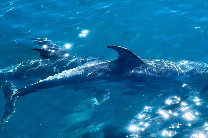 夕暮れ時のイルカウォッチング + カヴァ1本 + 前菜