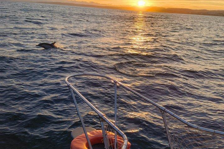 Atardecer en busca de delfines + Botella de Cava + Aperitivo