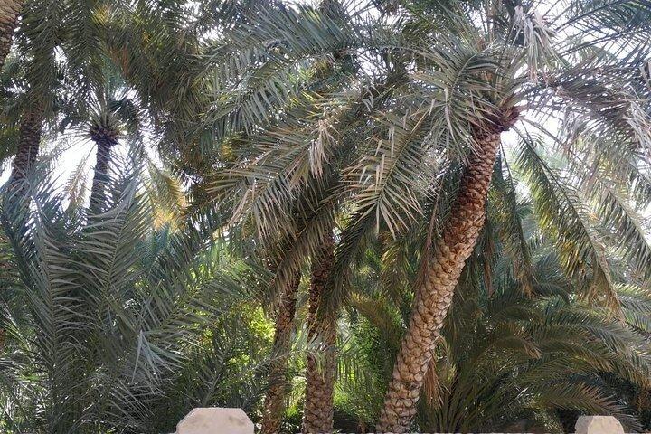 Fra Ras Al Khaimah Al Ain 10 timer med ekspertchauffør