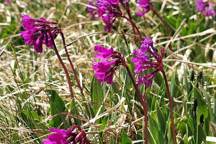 Sofia: Seven Rila Lakes Private Hike