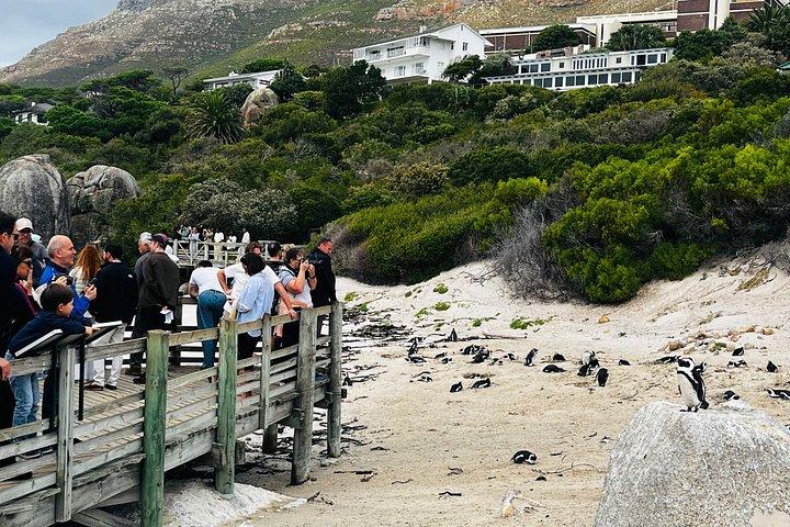 Table Mountain Cape Point Penguin Groot Constantia Private Tour