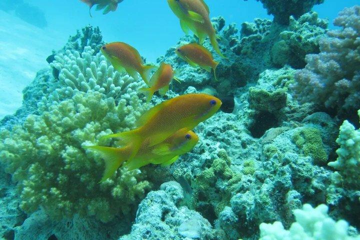 Orange Bay Island Snorkeling Cruise and Boat Trip from Hurghada
