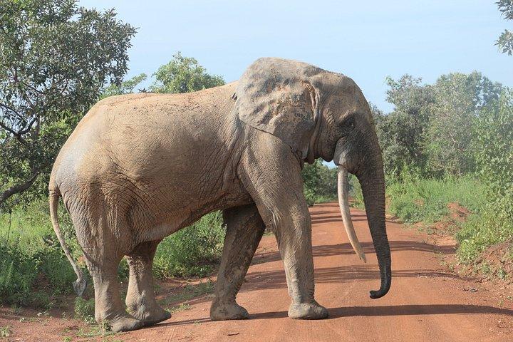 2 days (1 night) Elephants safari private experience
