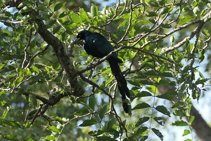 Half Day Accra Safari Private Tour