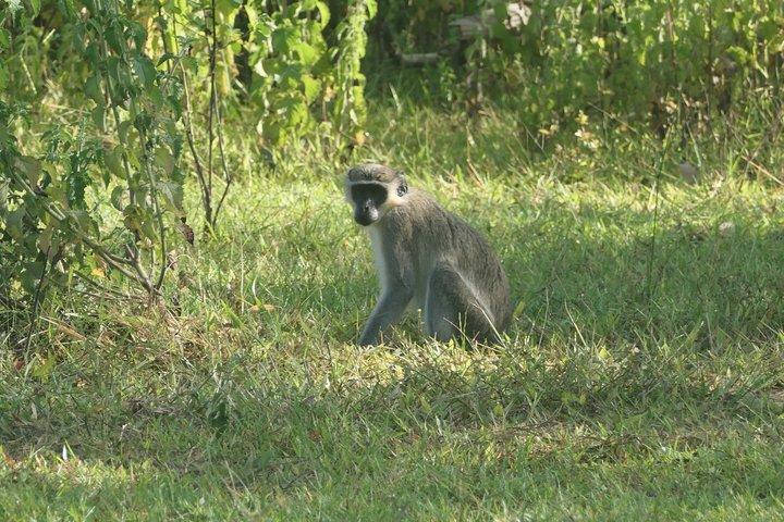 Half Day Accra Safari Private Tour