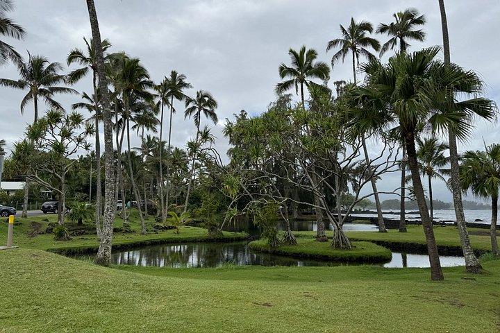 Hilo Shore Excursion: Punaluu Black Sand Beach, Volcano, & Hilo