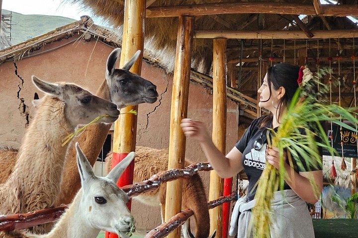 一日クスコ：インカ遺跡、乗馬＆アルパカ農場